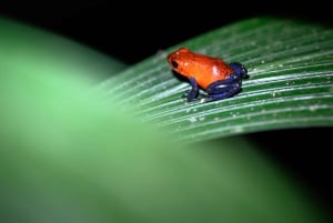 Passeios TWILIGHT em Arenal e aula de culinária de tortilhas