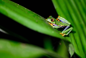 Passeios TWILIGHT em Arenal e aula de culinária de tortilhas
