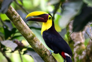 Passeios TWILIGHT em Arenal e aula de culinária de tortilhas