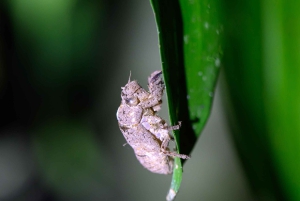 Passeios TWILIGHT em Arenal e aula de culinária de tortilhas