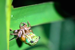 Passeios TWILIGHT em Arenal e aula de culinária de tortilhas