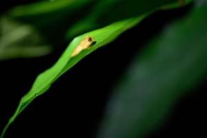 Passeios TWILIGHT em Arenal e aula de culinária de tortilhas
