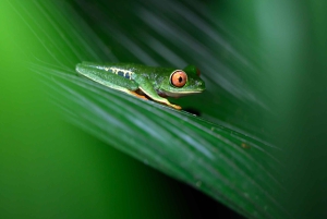 Passeios TWILIGHT em Arenal e aula de culinária de tortilhas