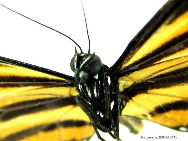 University of Costa Rica Insect Museum