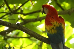 Uvita: 5 i 1 adrenalinäventyr på Rainforest Adventure