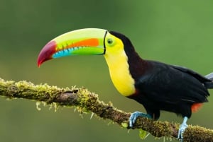 Uvita: 5 i 1 adrenalinäventyr på Rainforest Adventure