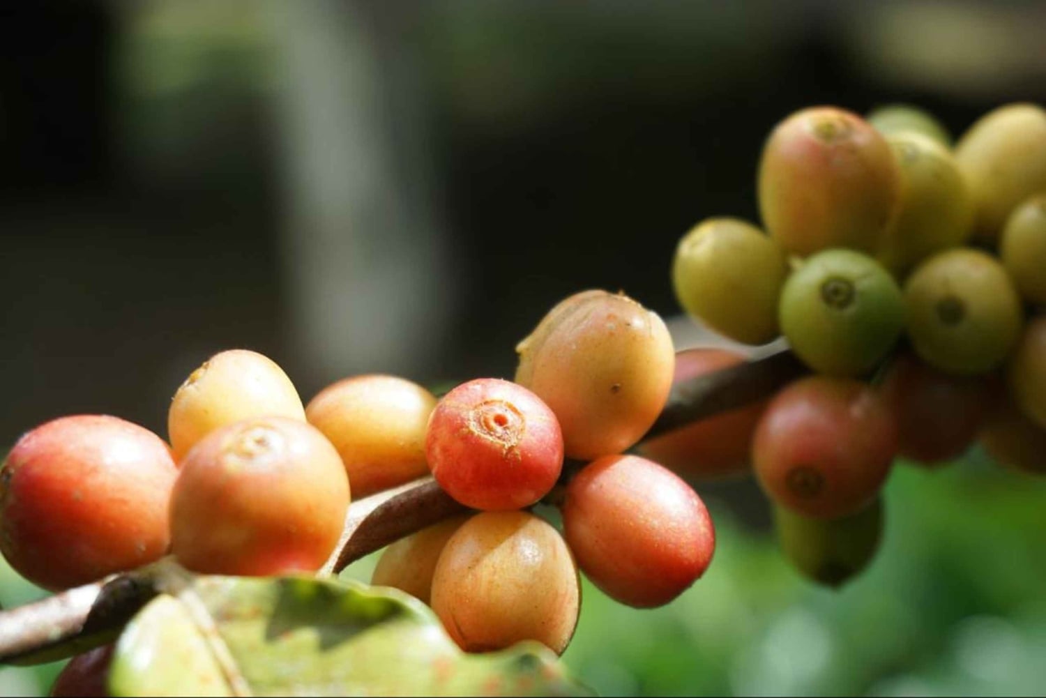 Uvita: tour agrícola y cocina tradicional