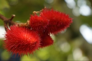 Uvita: tour agrícola y cocina tradicional
