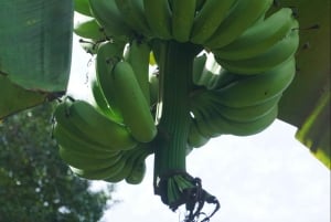 Uvita: tour agrícola y cocina tradicional