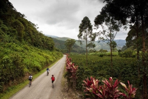 Uvita Beach: Jungle/Waterfalls Mountain Bike Tour in Uvita