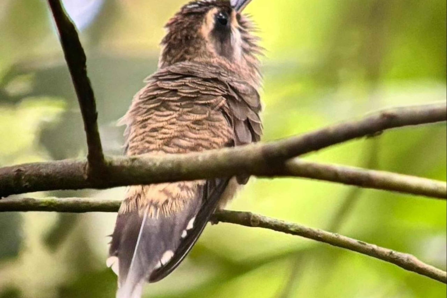 Uvita: Excursão de observação de pássaros