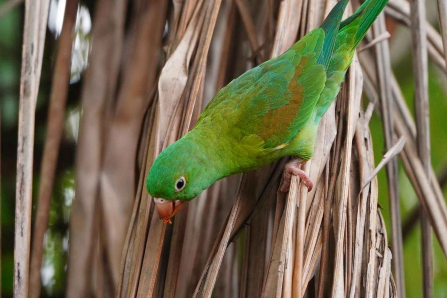 Uvita: Excursão de observação de pássaros