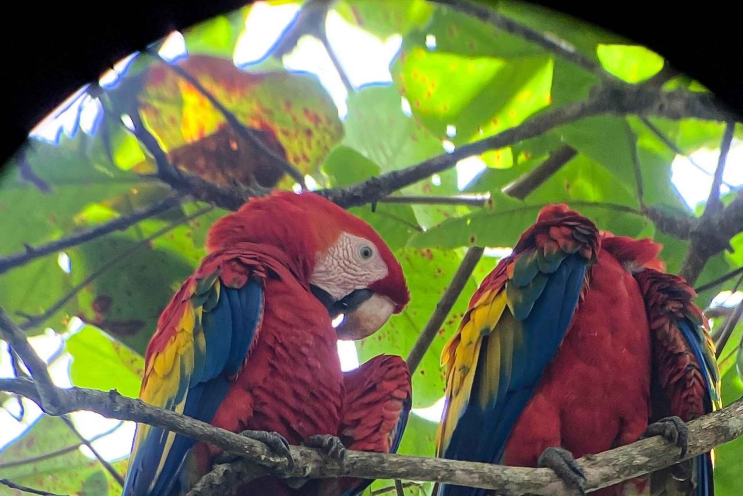 Uvita: Excursão de observação de pássaros