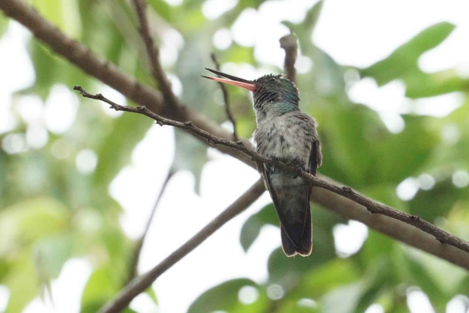 Uvita: Excursão de observação de pássaros