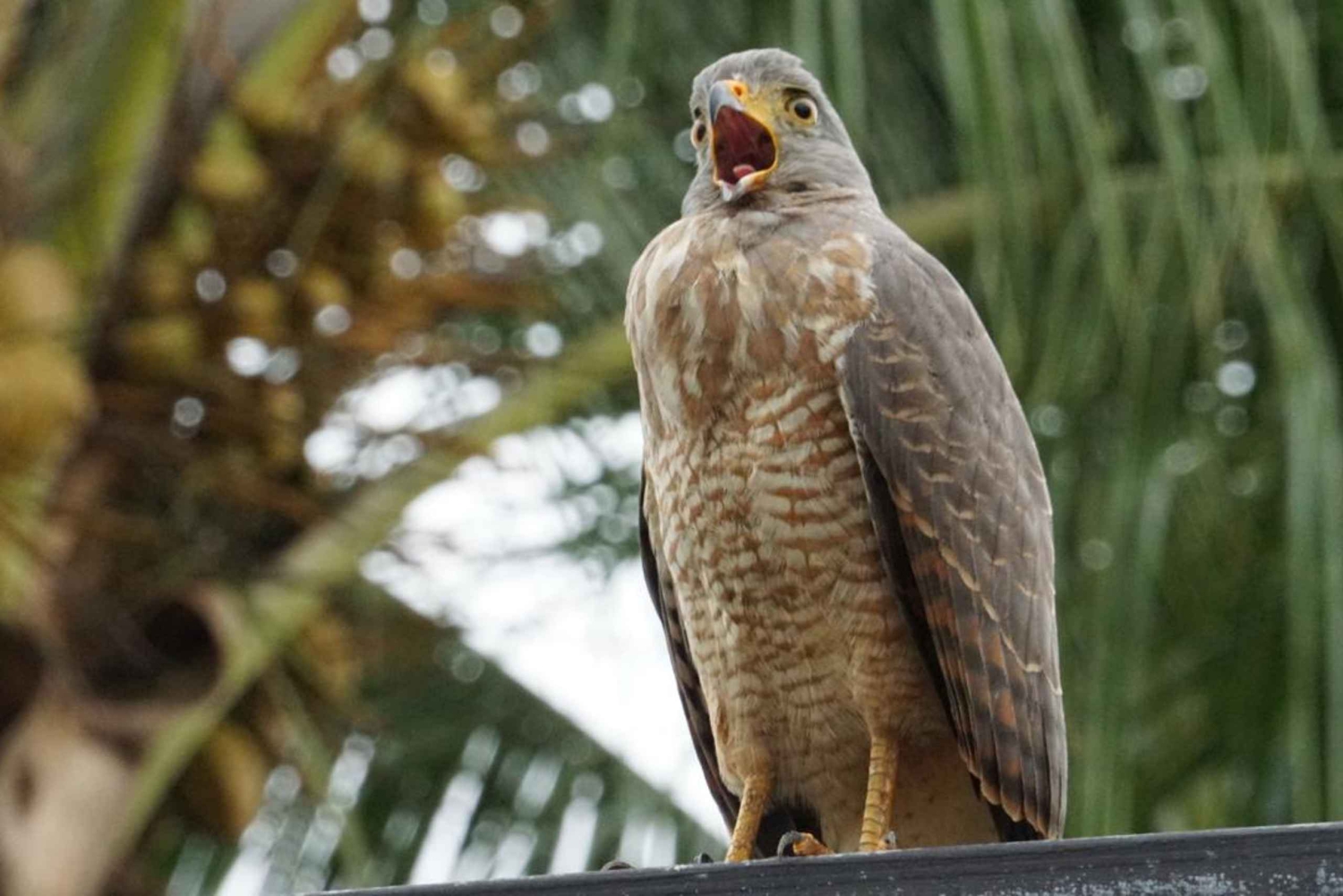 Uvita: Excursão de observação de pássaros