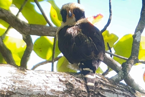 Uvita: Excursão de observação de pássaros