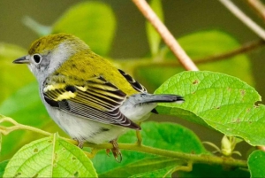 Uvita: Excursão de observação de pássaros