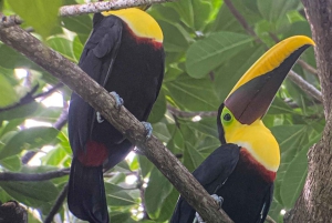 Uvita: Excursão de observação de pássaros