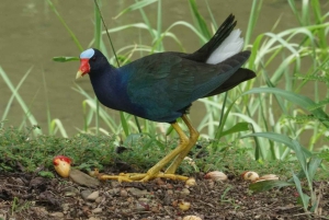 Uvita: Excursão de observação de pássaros