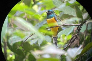 Uvita: Excursão de observação de pássaros