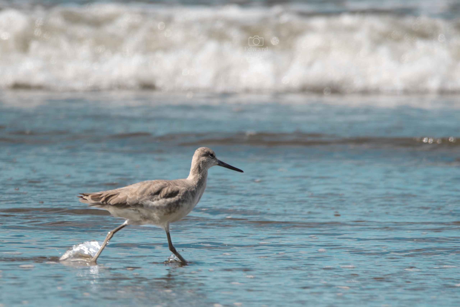 Uvita: Avistamiento de Aves