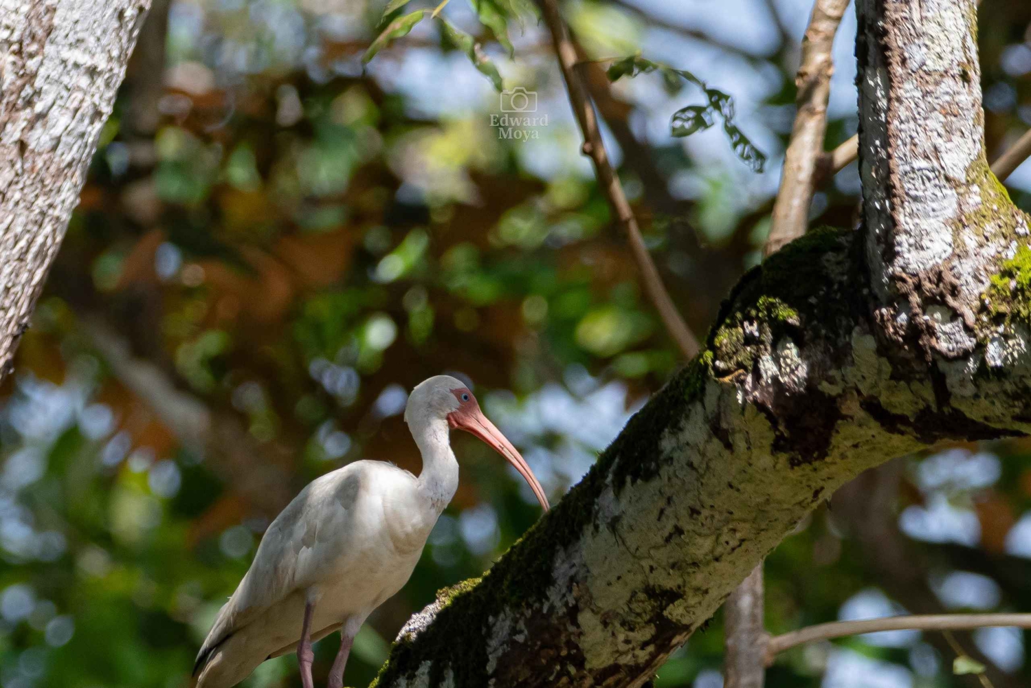 Uvita: Avistamiento de Aves
