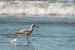 Uvita: Avistamiento de Aves