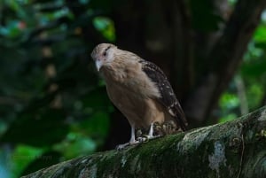 Uvita: Avistamiento de Aves