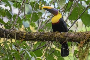 Uvita: Avistamiento de Aves