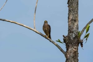 Uvita: Avistamiento de Aves