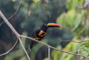 Uvita: Avistamiento de Aves