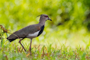 Uvita: Avistamiento de Aves