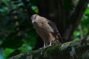 Uvita: Avistamiento de Aves