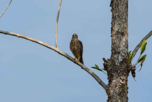 Uvita: Avistamiento de Aves