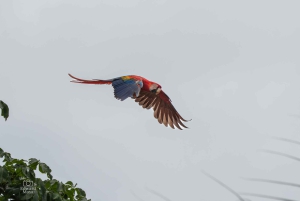 Uvita: Avistamiento de Aves