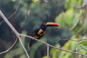 Uvita: Avistamiento de Aves