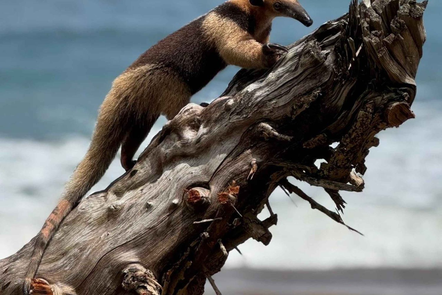 Uvita: Caño Island & Corcovado National Park Combo Tour