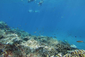 Uvita: Caño Island & Corcovado National Park Combo Tour