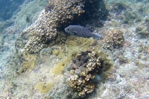 Uvita: Caño Island & Corcovado National Park Combo Tour