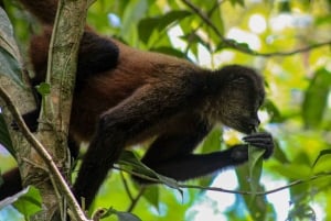 Uvita: Caño Island & Corcovado National Park Combo Tour