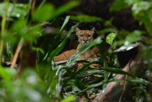 Uvita: Caño Island & Corcovado National Park Combo Tour