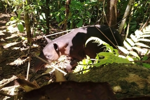 Uvita: Caño Island & Corcovado National Park Combo Tour