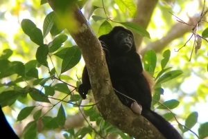 Uvita: Caño Island & Corcovado National Park Combo Tour