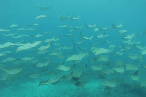 Uvita: Caño Island & Corcovado National Park Combo Tour