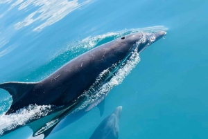 Uvita: excursión en barco para avistar ballenas y delfines con bebidas y aperitivos