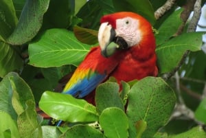 Uvita - Dominical: Private Kayak Tour - Mangroves of Terraba