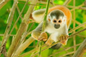 Uvita - Dominical: Private Kayak Tour - Mangroves of Terraba