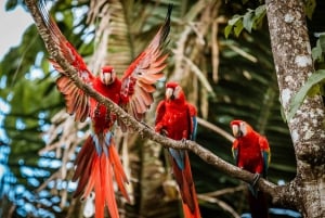 Uvita - Dominical: Private Kayak Tour - Mangroves of Terraba