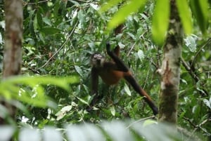 Uvita: Hiking in Corcovado National Park