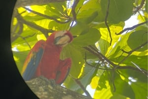 Uvita: Hiking in Corcovado National Park